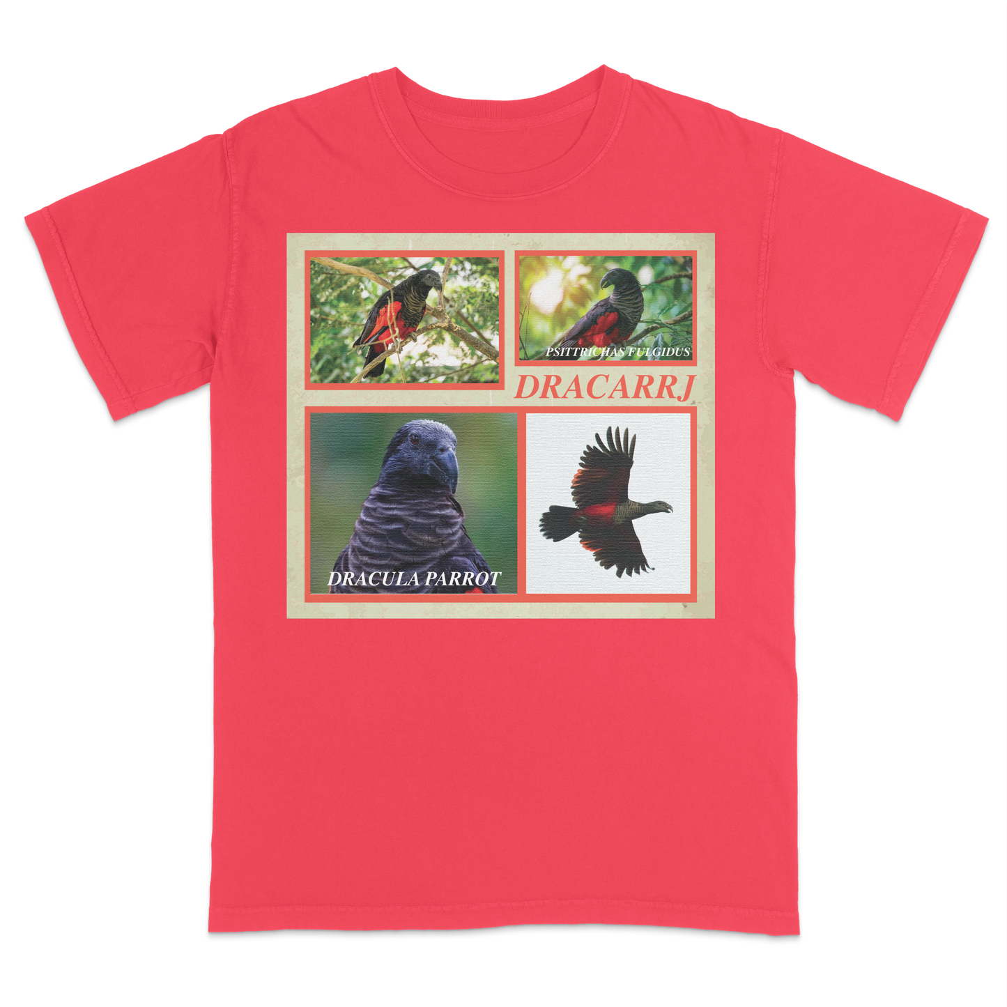 DRACULA PARROT